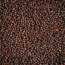 Organic Vegetable Box